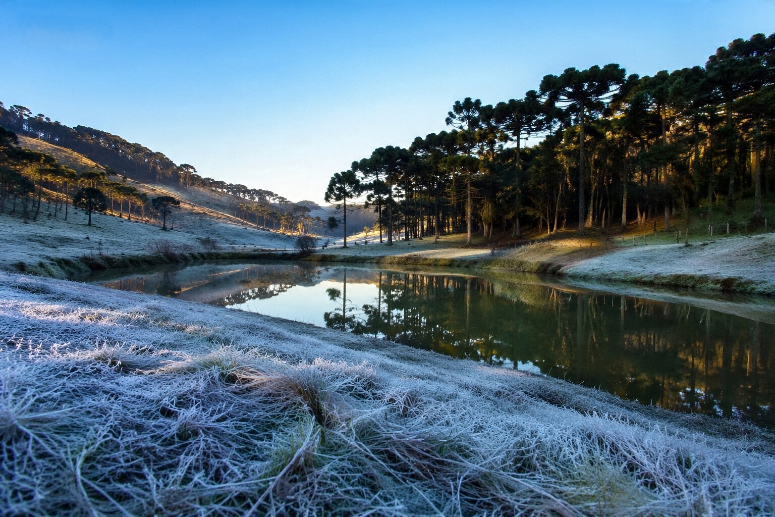 Cabana cercada por araucárias durante uma manhã de inverno na serra brasileira.